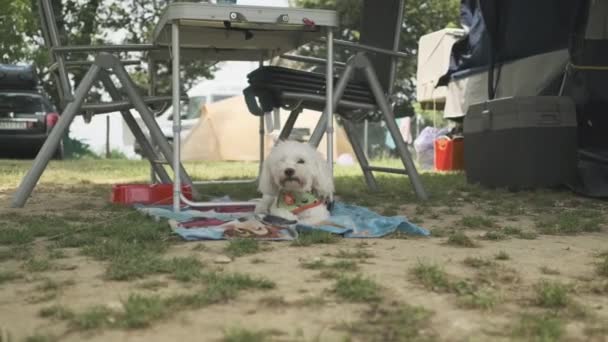 Dog Resting By Tabela do acampamento — Vídeo de Stock