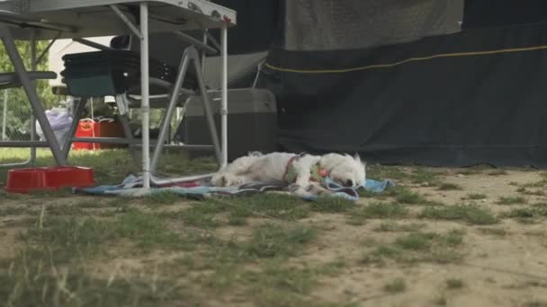 Hund legt sich auf Campingplatz-Tisch — Stockvideo