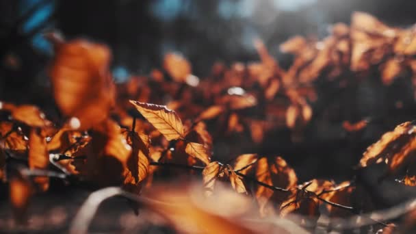 Close-up Timelapse Shot van Gevallen Bladeren op de bosvloer en zonneschijn in frame — Stockvideo