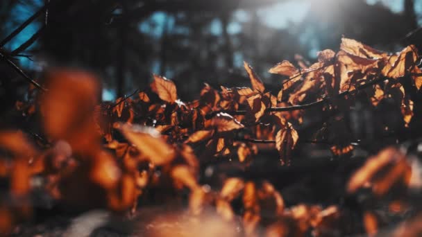 Macro Shot of Dry Autumn Leaves on the Forest Ground em primeiro plano — Vídeo de Stock