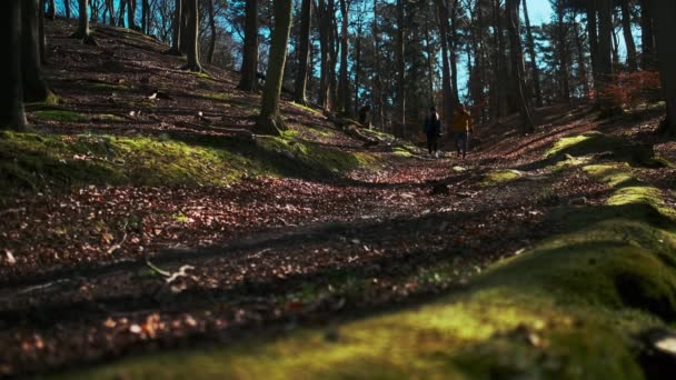 Caminhada de casal na floresta durante a queda com árvores altas no fundo — Vídeo de Stock