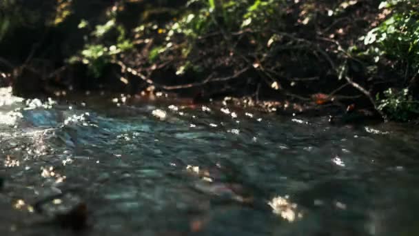 Closeup tiro focado de água limpa cintilante jorrando pelo córrego pela floresta — Vídeo de Stock