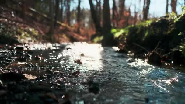La luz del sol resplandece suavemente en el arroyo de agua en medio del bosque — Vídeos de Stock