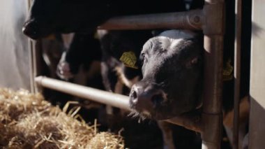 Kulağında etiketi olan İnekler Başlarını Ahırdan Asıyorlar