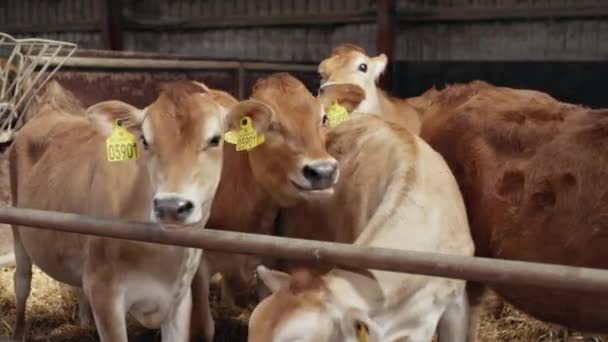 Vacas que ficam dentro de um estábulo fechado junto ao celeiro com feno seco no chão — Vídeo de Stock