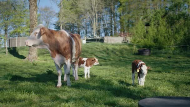 Clip von Kühen und Kälbern auf den offenen Wiesen am Land — Stockvideo