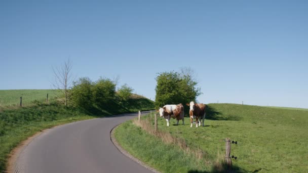 Brązowe krowy z białymi plamami na trawiastych polach przy drodze — Wideo stockowe