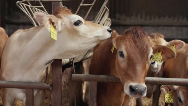 Krowa w stajni na wsi czyszcząca drugie ucho krowy — Wideo stockowe