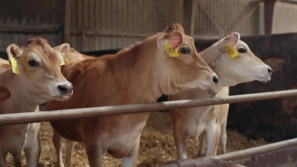 Vacas adultas com etiquetas em ambas as orelhas Ficando em um estábulo com feno no chão — Vídeo de Stock