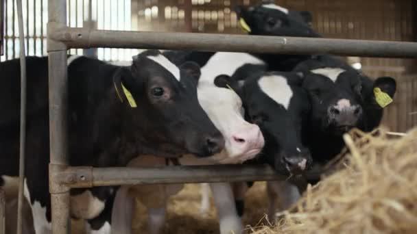 Vacas adultas junto al establo del corral que cuelgan sus cabezas entre rieles metálicos — Vídeo de stock