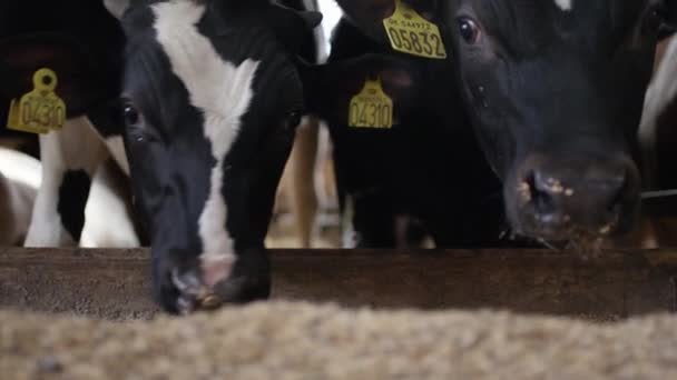 Increíble chupito de vaca comiendo desde el suelo mientras se hospeda en un establo de corral — Vídeos de Stock