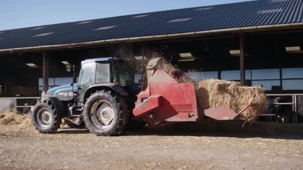 A traktor szétosztja a szénát a tehénistállóban egy napsütéses napon — Stock videók