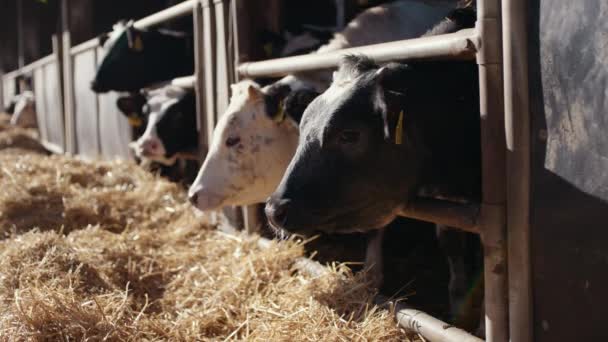 Fila di mucche in una stalla coperta con fieno davanti a loro — Video Stock