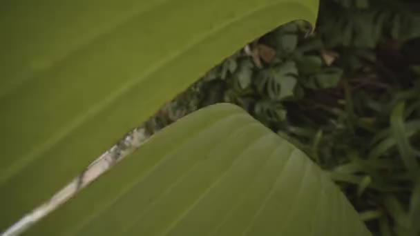 Hand durch grünes Blatt gehüllt — Stockvideo