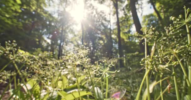 Desenfocado a tiro enfocado de plántulas de árboles y resplandor brillante del sol en el fondo — Vídeos de Stock