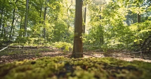 Sol brillante asomándose a través de hojas verdes en el bosque musgoso — Vídeos de Stock