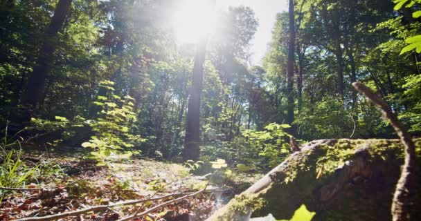 Різноманітні дерева з високими буряками і мохові коріння на лісовій землі — стокове відео