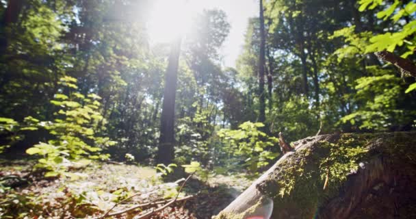 太陽の光が空を照らし、苔で満たされたブナの森へ — ストック動画