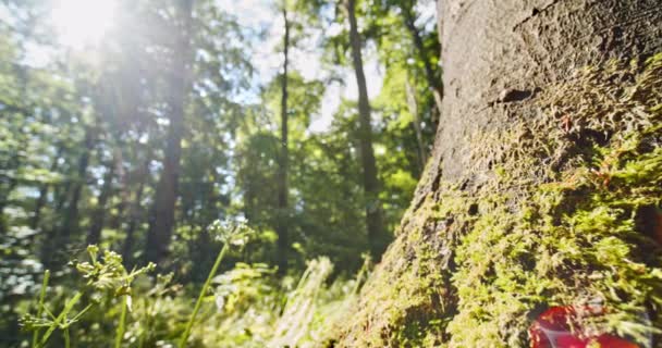 Brillante bagliore del sole nel cielo Brilla sul lussureggiante bosco verde della foresta — Video Stock