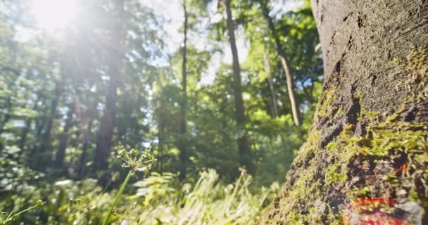 Cieli luminosi contro gli alberi della foresta nel bosco e bagliore di sole nella cornice — Video Stock