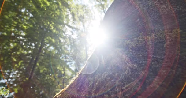Grande tronco circondato da muschio contro luminoso sole abbagliamento in background — Video Stock