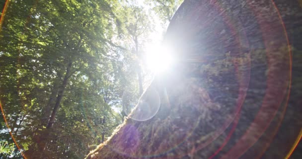 De zon schijnt fel glinsterend op de grote boom midden in het bos. — Stockvideo