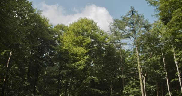 Hermoso cielo azul y nubes blancas contra exuberantes árboles del bosque verde — Vídeos de Stock