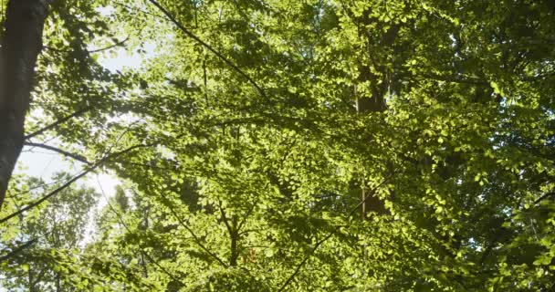 Hojas forestales durante el día balanceándose con viento y suave resplandor solar — Vídeos de Stock