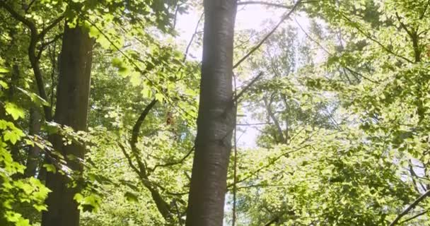 Árbol tronco y hojas bailando con el viento y la luz del sol suave resplandor — Vídeos de Stock