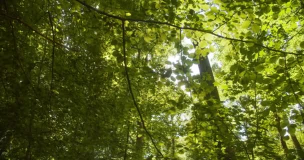 Gros plan de feuilles d'arbres vert vif et de lumière du soleil regardant derrière les arbres