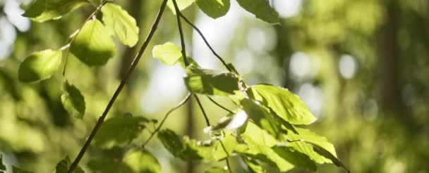 Scatto anamorfico diurno da mirato a sfocato Vista delle foglie nella foresta — Video Stock