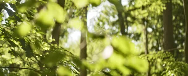 Branches et feuilles d'arbres avec la lumière du soleil brille contre elle