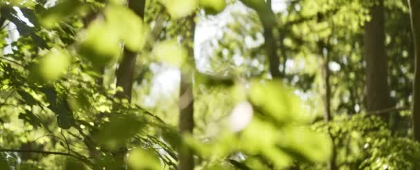 Rami degli alberi e foglie con la luce del sole che splende contro di essa — Video Stock