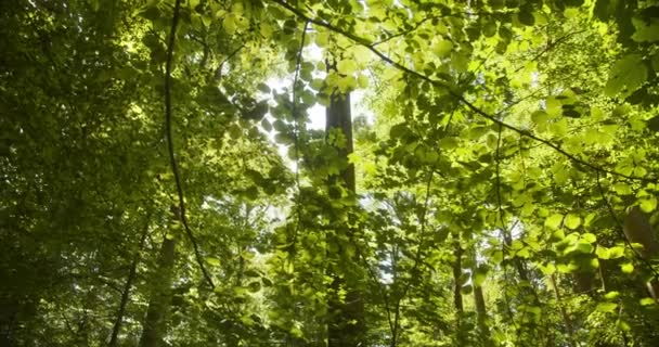 Hojas mágicas en el bosque de hayas y vislumbre de cielo brillante en el fondo — Vídeo de stock