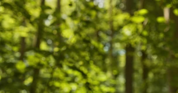 Desfocado para a vista focada da exuberante floresta verde e céu brilhante entre as árvores — Vídeo de Stock