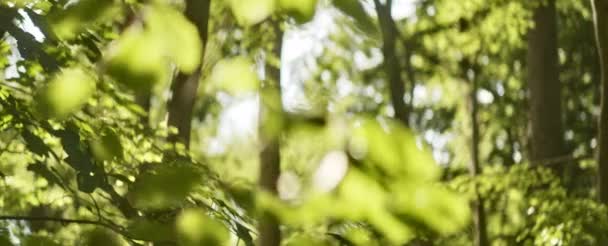 Branches se balançant avec la brise et la lumière du soleil lumineux rayonnant sur les feuilles — Video