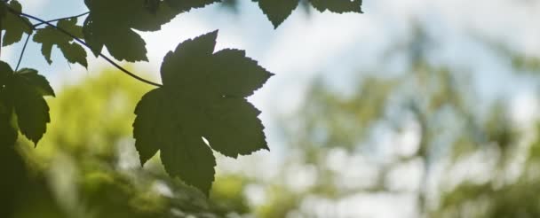 大叶枫叶与清澈的森林背景 — 图库视频影像