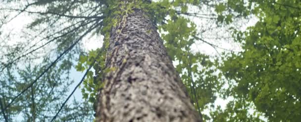 Närbild skott av stam i skogen skogar och blå himmel i bakgrunden — Stockvideo