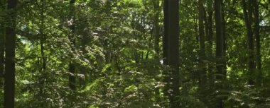 Gün boyunca Orman Ağaçlarının Arasında Güneş Işıldıyor