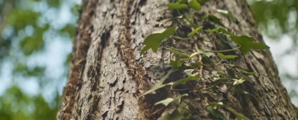 Inyección de luz del día de tronco de árbol viejo y hojas arrastrándose contra el cielo azul — Vídeos de Stock