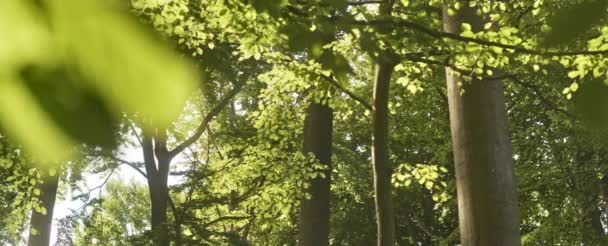 Etablerade träd och lummiga löv i skogen med solljus strålar på skogen — Stockvideo