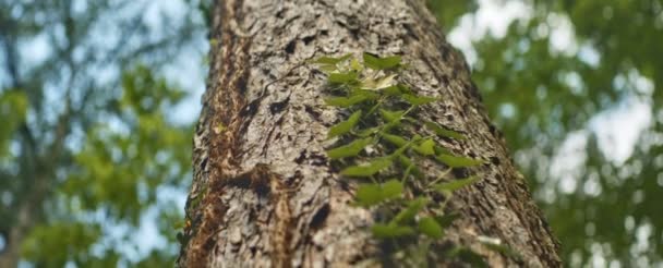 Anamorfa skott av träd stam mot solig blå himmel i skogen — Stockvideo