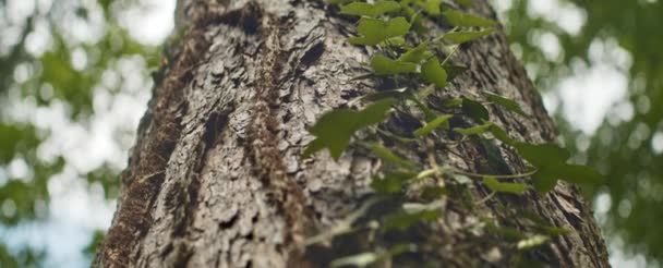 Sol du tronc de l'arbre avec des feuilles minuscules germant contre un ciel clair — Video