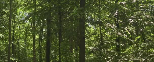 Солнечный свет, сияющий сквозь густые леса посреди леса — стоковое видео