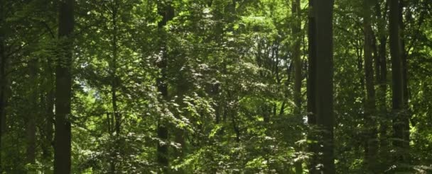 Hermoso tiro anamórfico de exuberante bosque verde en bosques y Sunbeam — Vídeos de Stock