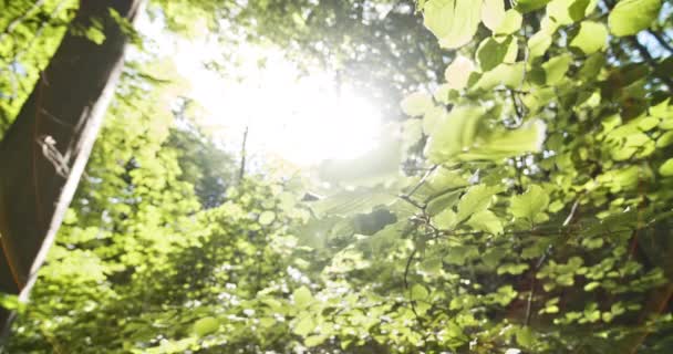 Folhas penduradas pela árvore com o sol irradiando das árvores — Vídeo de Stock