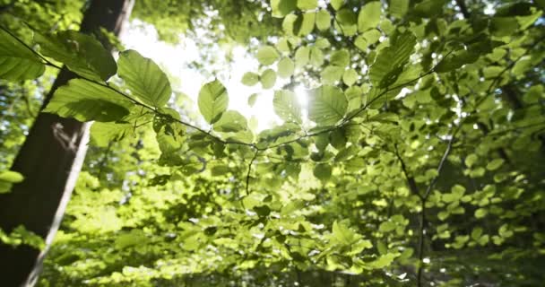 Alacsony szögű lövés a napfény patakzik a buja erdő fák — Stock videók