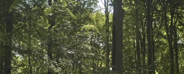 Beaux arbres forestiers et soleil rayonnant derrière les arbres contre le ciel de la lumière du jour