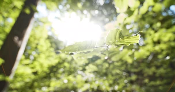 Folhas de faia na floresta contra a luz solar brilhante — Vídeo de Stock