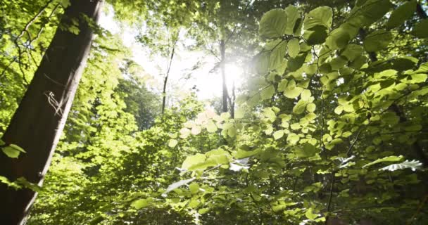 Έντονη αντηλιακή λάμψη κατά των πράσινων δέντρων του δάσους οξιάς — Αρχείο Βίντεο